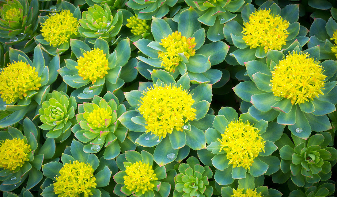 Rhodiola, une plante aux multiples vertus