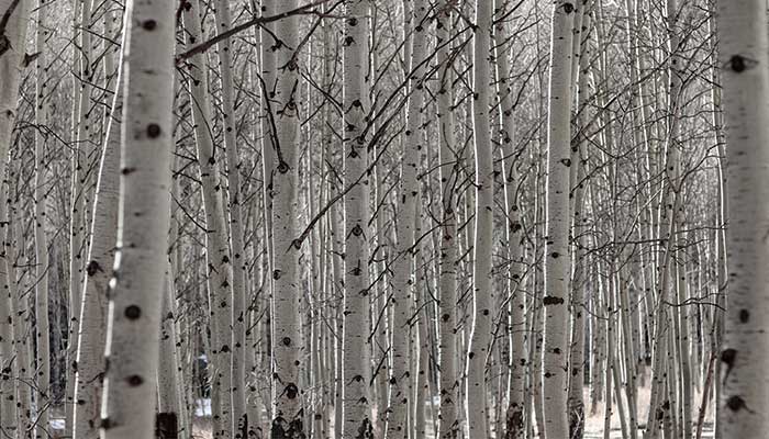 Découvrez les bienfaits de l’eau de bouleau
