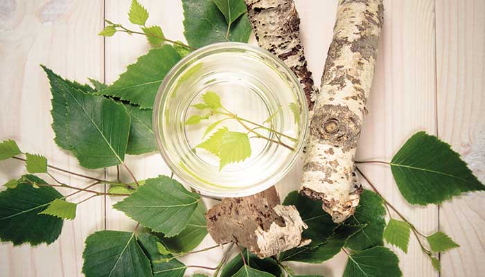 Sève de bouleau, quels sont les dangers ?