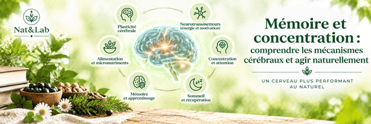 Mémoire et concentration : comprendre les mécanismes cérébraux et agir naturellement