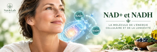 NAD+ et NADH : la molécule de l'énergie cellulaire et de la longévité