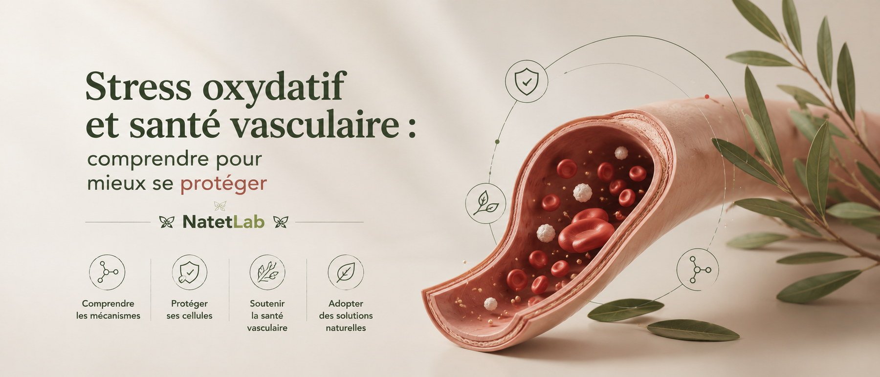 Stress oxydatif et santé vasculaire : comprendre pour mieux se protéger