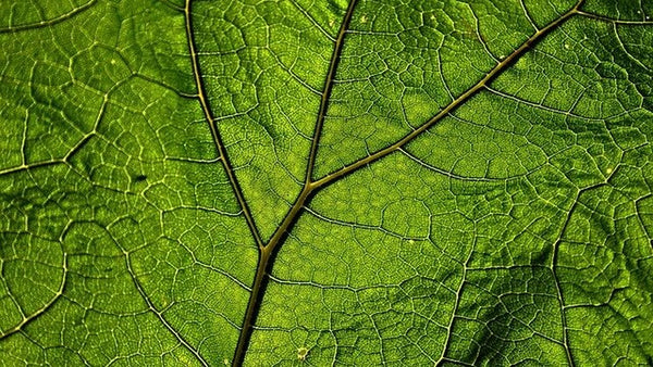 Chlorophylle