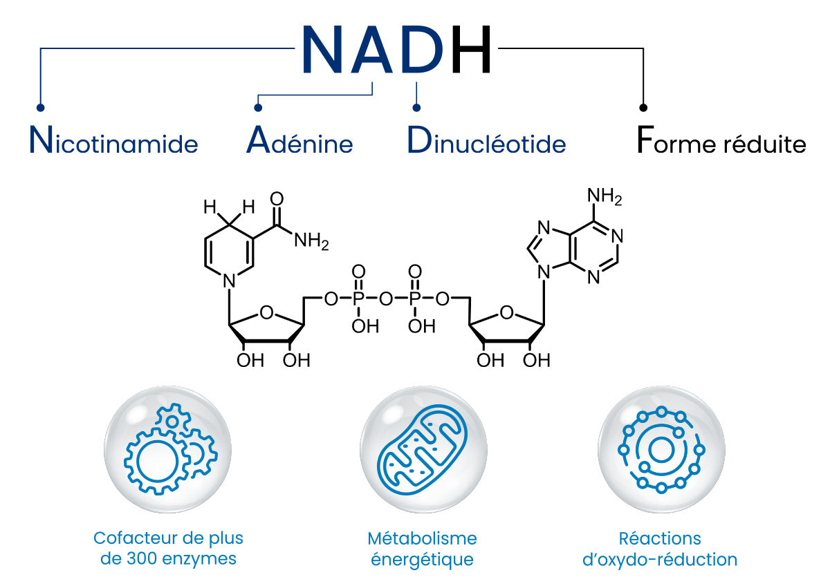 NADH Plus : Anti-âge & Antioxydant