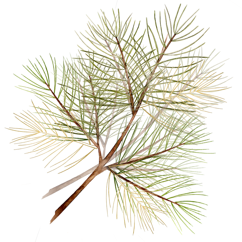 Extrait de Pin Maritime 95% OPC – Votre Antioxydant Naturel pour un Bien-être Optimal